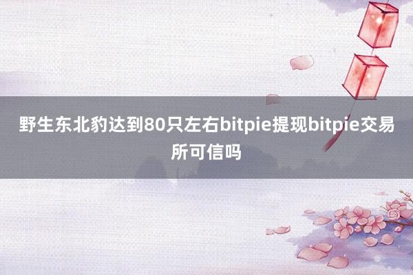 野生东北豹达到80只左右bitpie提现bitpie交易所可信吗